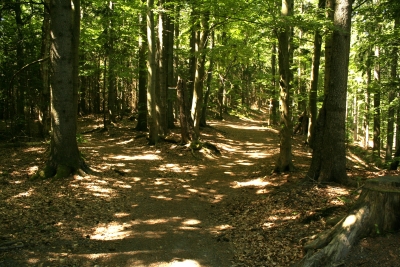 008 Fri 0.9km keep right.JPG